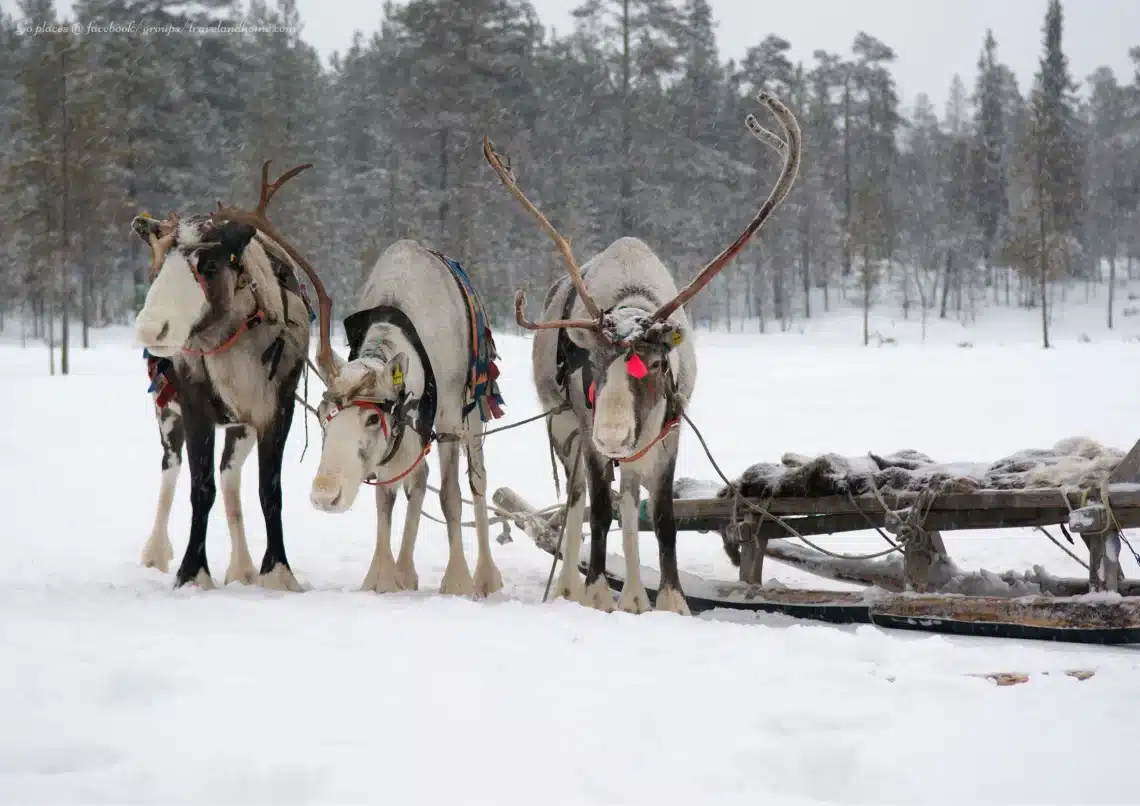 Sámi reindeers, #travelandhome, best UNESCO World Heritage Sites in Sweden