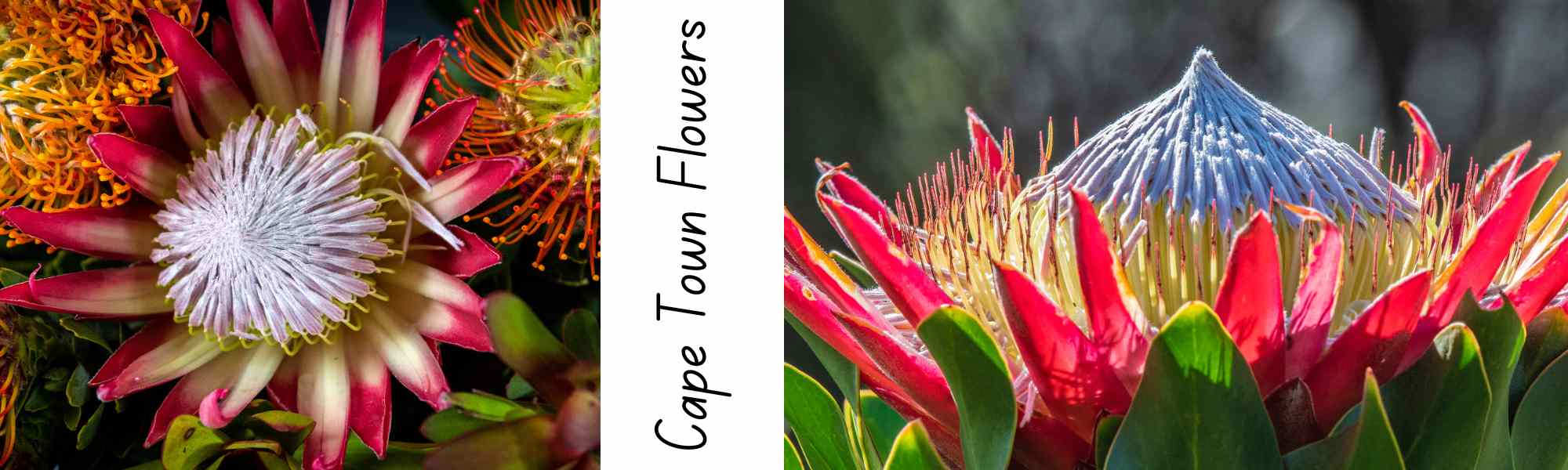 Where to buy your proteas in South Africa - Cape Town