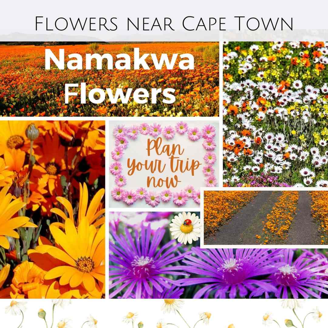 Best Namakwa Flowers near Cape Town