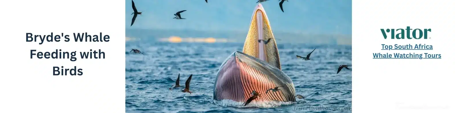 Bryde's Whale Feeding With Birds, Whale Watching In The Western Cape