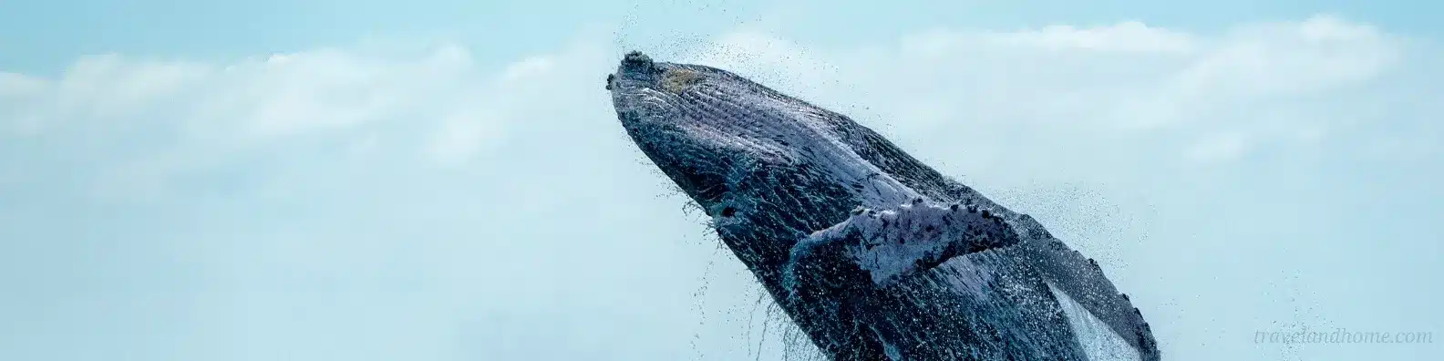 Humpback Whale Watching In The Western Cape