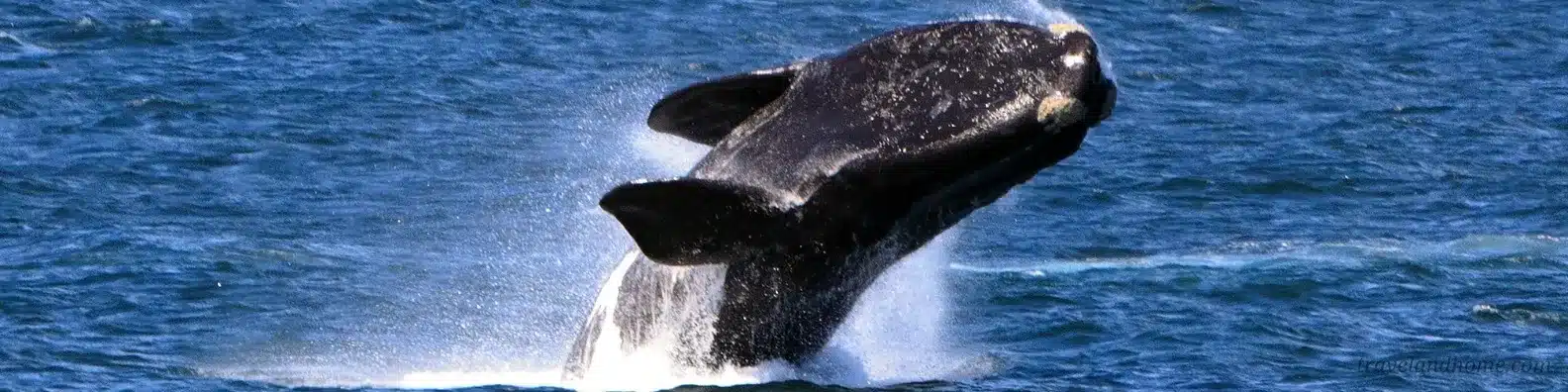 Southern Right Whale, Whale Watching In The Western Cape