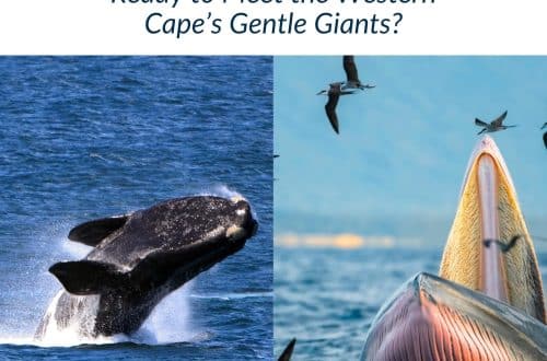 Whale Watching In The Western Cape, Gentle Giants, Boat Tours, Best Places For Whale Watching