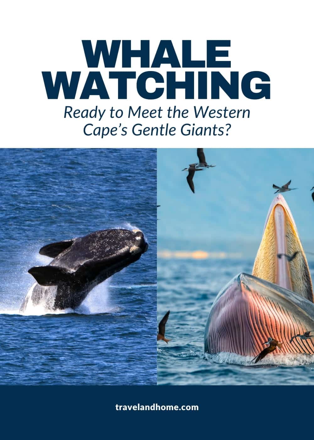 Whale Watching In The Western Cape, Gentle Giants, Boat Tours, Best Places For Whale Watching