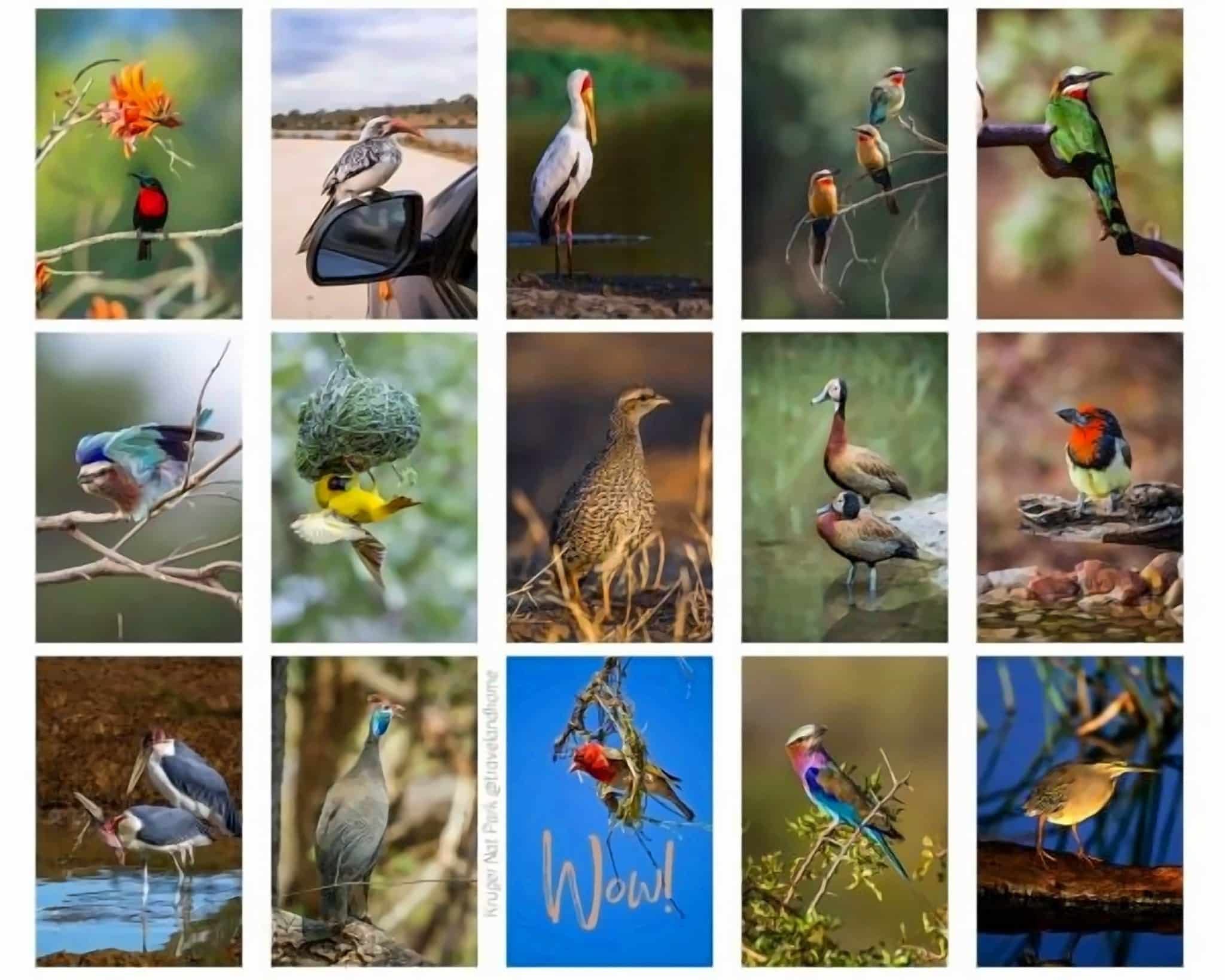 Birds of the Kruger National Park, Mpumalanga, South Africa