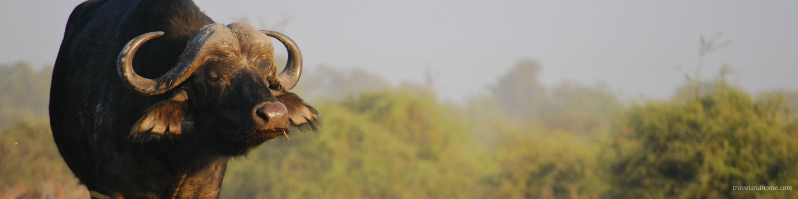 Kruger National Park Safari Guide, Cape Buffalo