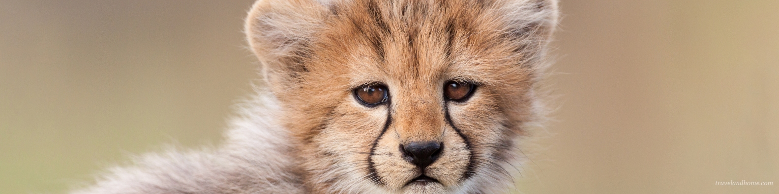 Kruger National Park Safari Guide, Cheetah cub