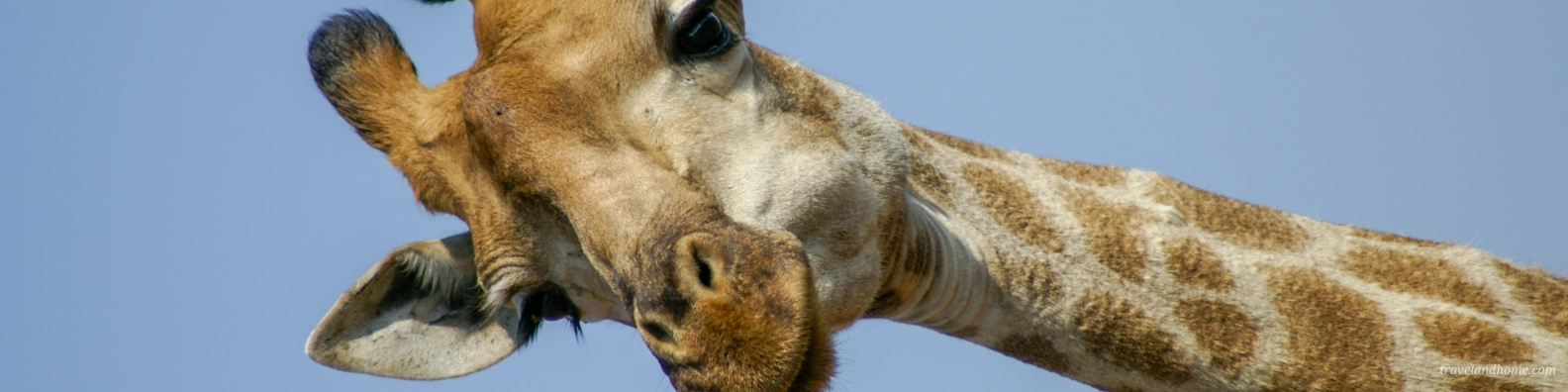 Kruger National Park Safari Guide, Giraffe