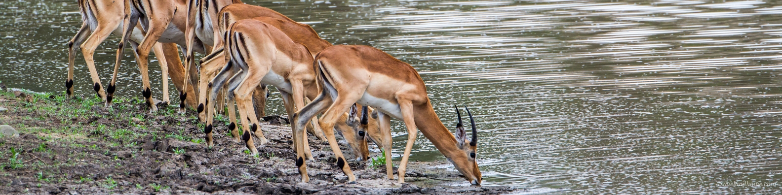 Kruger National Park Safari Guide, Impala drinking water
