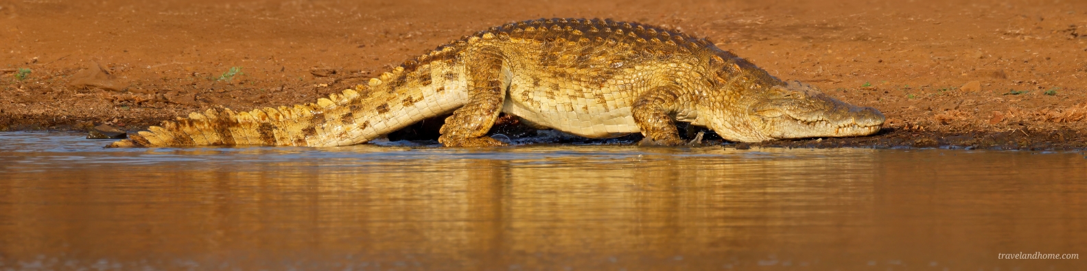 Kruger National Park Safari Guide, Nile Crocodile, Wildlife