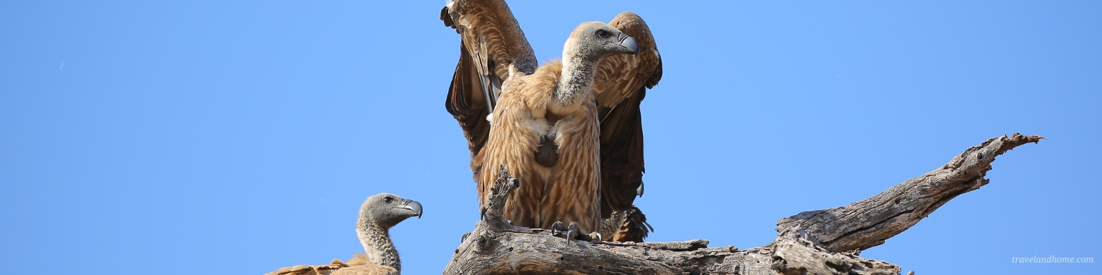 Kruger National Park Safari Guide, Vultures