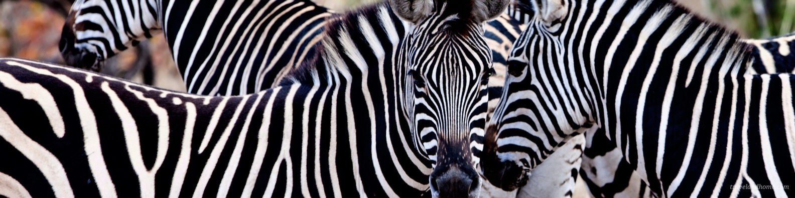 Kruger National Park Safari Guide, Zebras