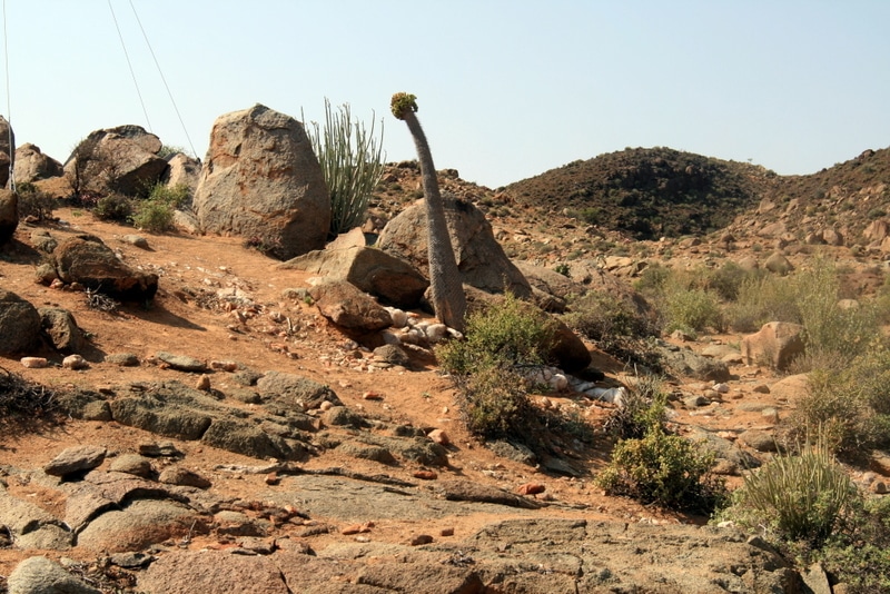 Halfmens plant in the Richtersveld Namaqualand