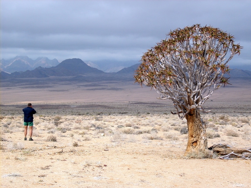 Kokerboom, Quiver tree, Aloidendron dichotomum, Richtersveld Namaqualand plantlife, botanical name