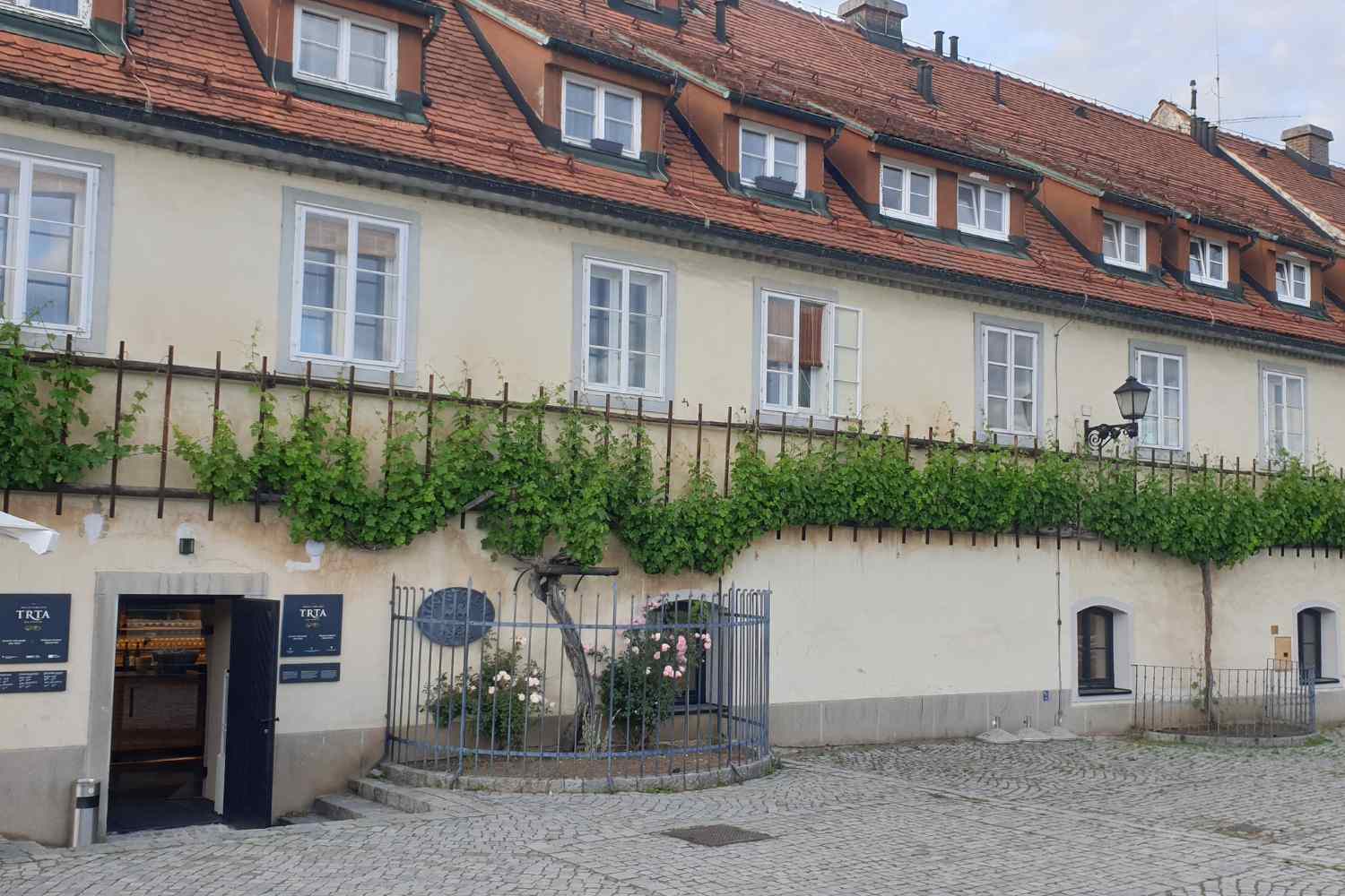 Oldest vine in the world - Lent Maribor Slovenia