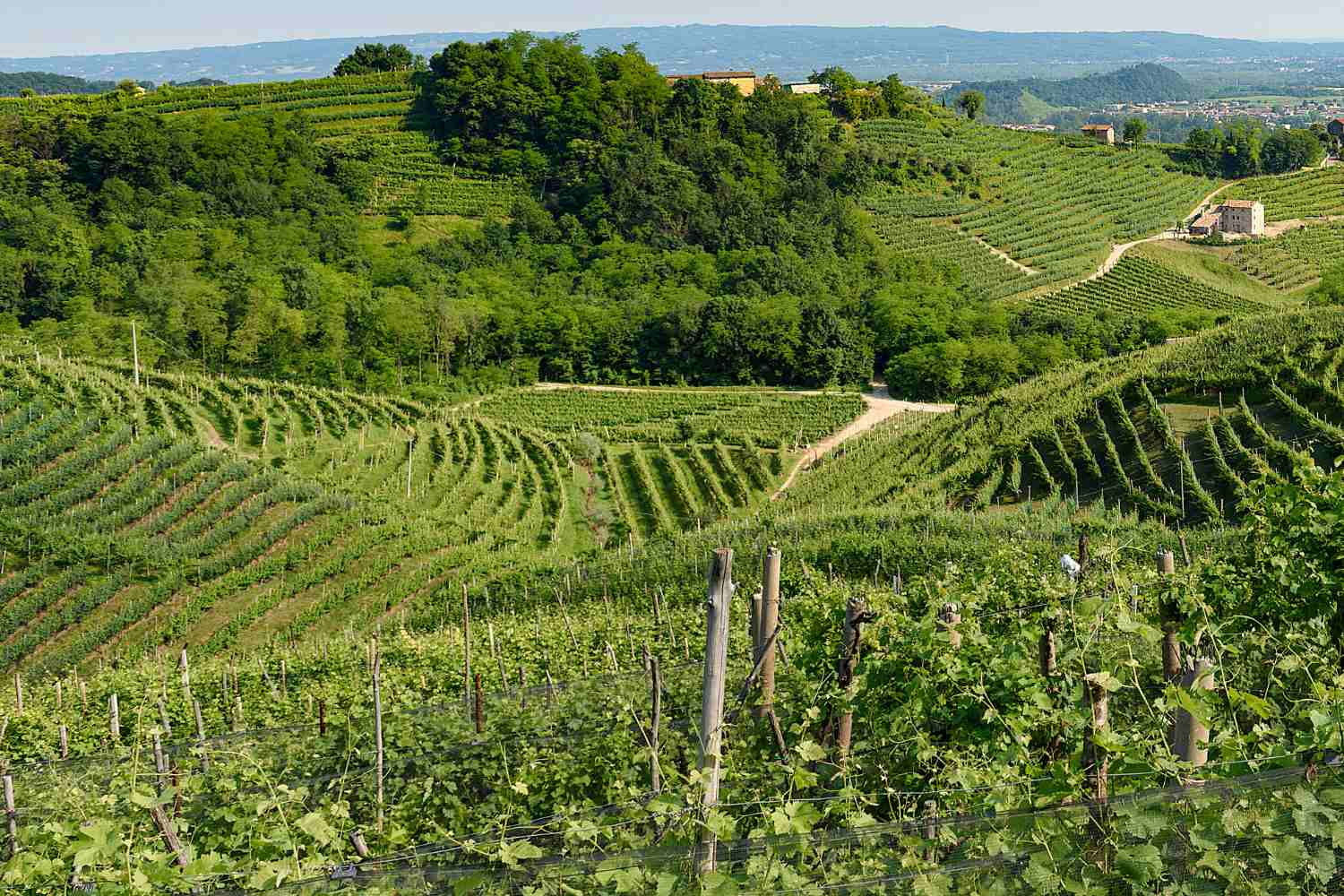 Prosecco Hills of Italy - Valdobbiadene - Veneto