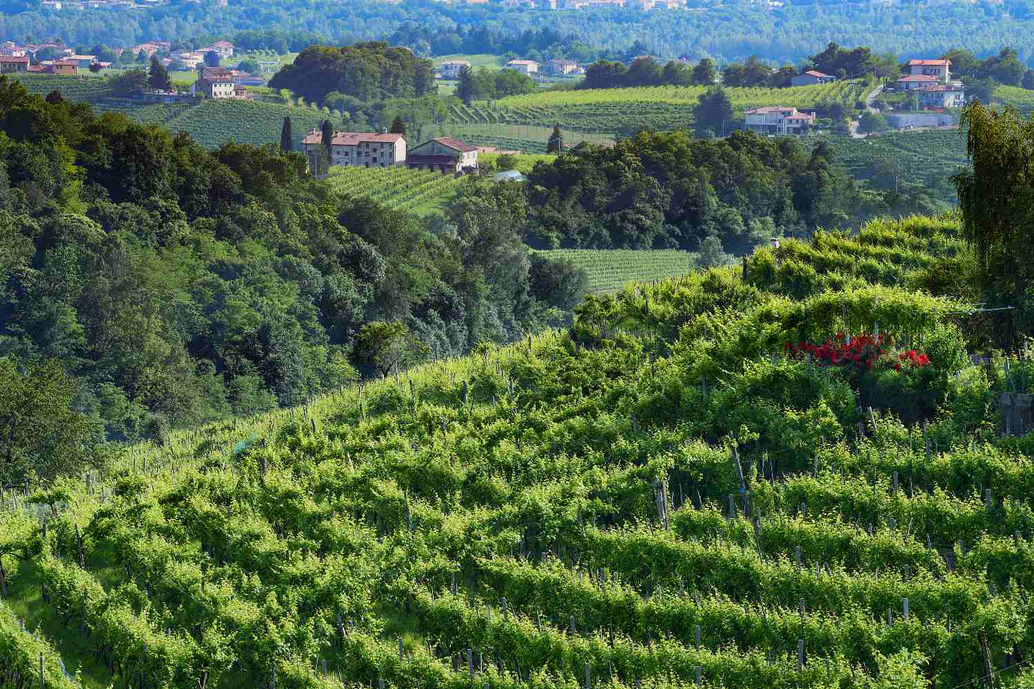 Valdobbiadene - Prosecco Hills in Italy