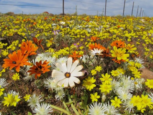 Wildflowers in Namaqualand, daisies, bulbous oplants, blompie, Northern Cape