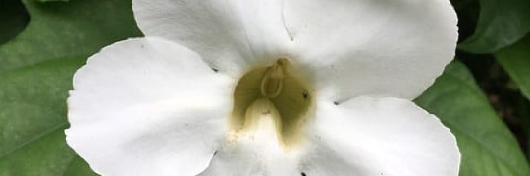 Tonga