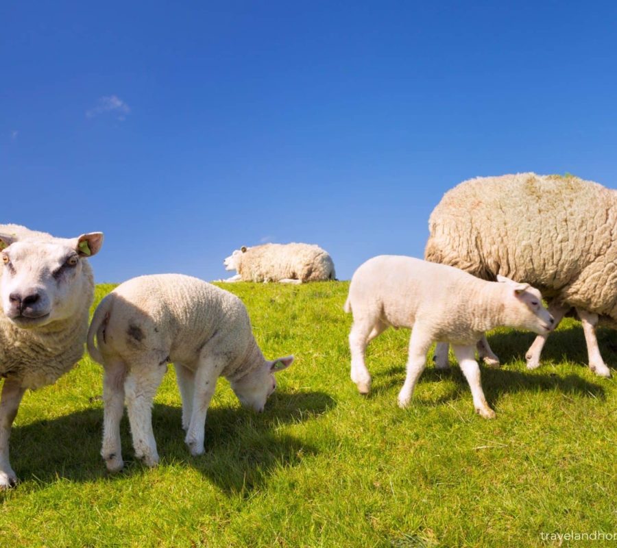 What is there to do on Texel Island, Netherlands, travel and home